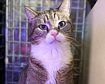 Кошки в Санкт-Петербурге: Лёха ищет дом Мальчик, Бесплатно - фото 4