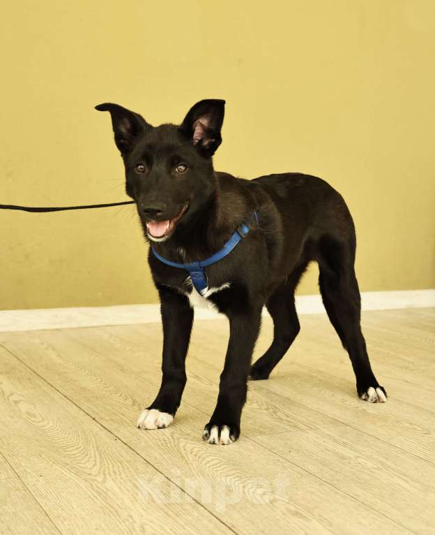 Собаки в Москве: Щенок бесплатно в Москве Мальчик, Бесплатно - фото 8