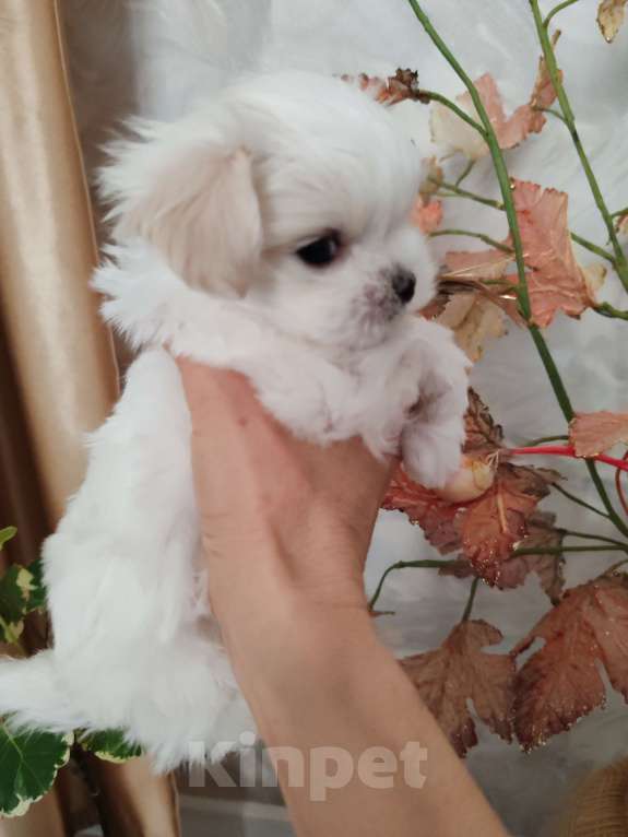 Собаки в Москве: Щенки мини Мальтезе Мальчик, Бесплатно - фото 7