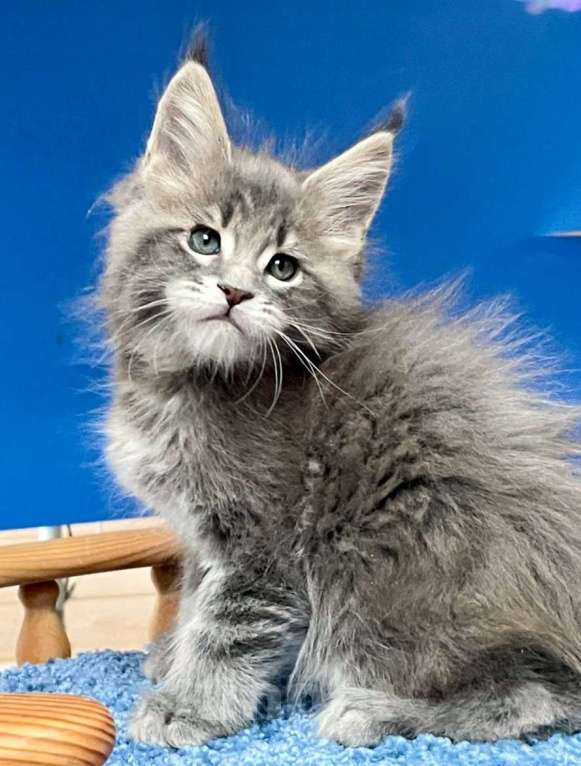 Кошки в других городах Ленинградской области: Котята Мейн Кун  Мальчик, 60 000 руб. - фото 5