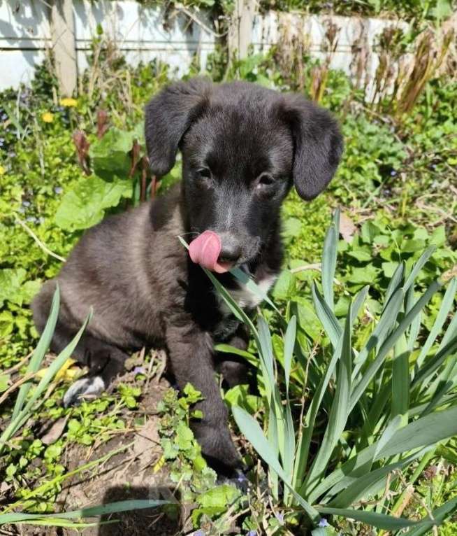 Собаки в Санкт-Петербурге: Маленький щенок с мягенькой шерсткой Девочка, Бесплатно - фото 2