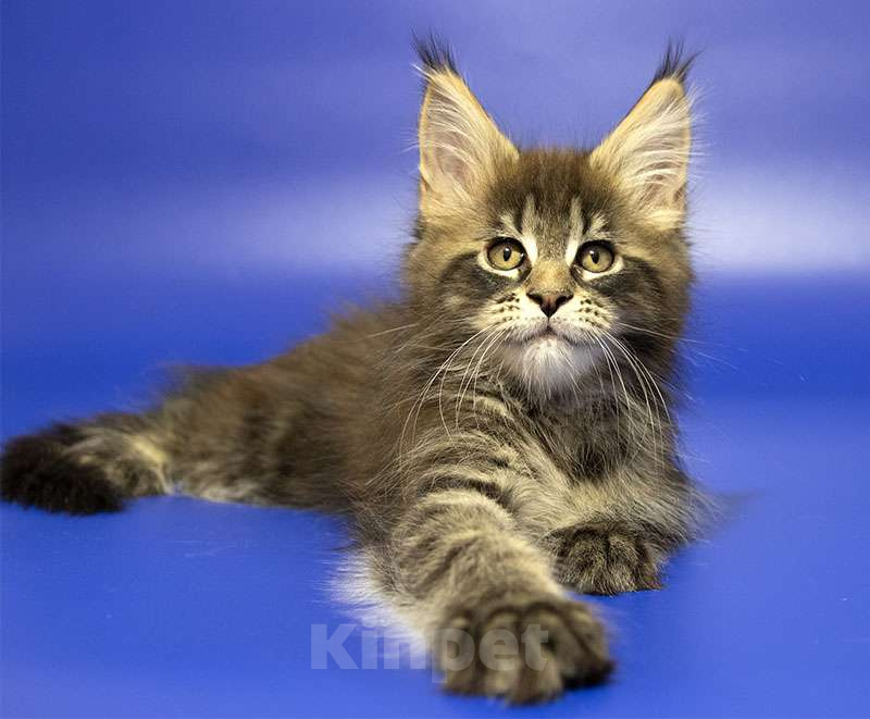Кошки в Москве: Мейн кун котенок Мальчик, Бесплатно - фото 4