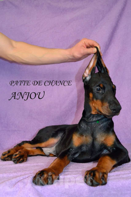 Собаки в Санкт-Петербурге: Щенок добермана Анжу Мальчик, 70 000 руб. - фото 3