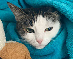 Кошки в Домодедово: Потерялась кошка Девочка, 10 000 руб. - фото 1