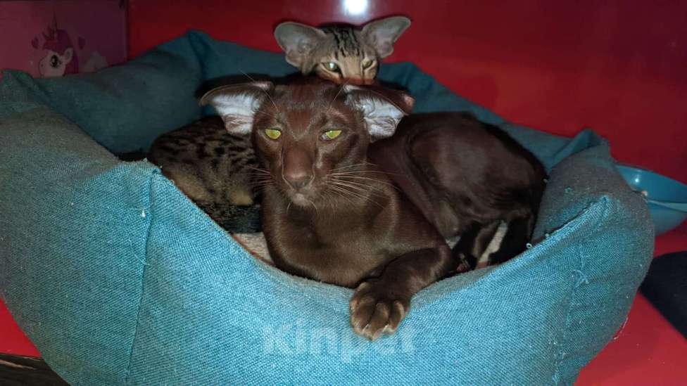 Кошки в Екатеринбурге: Цинамоновая девочка Девочка, 100 000 руб. - фото 7