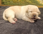 Собаки в Москве: Щенки Лабрадора Девочка, 120 000 руб. - фото 2