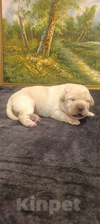Собаки в Москве: Щенки Лабрадора Девочка, 120 000 руб. - фото 2