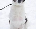 Собаки в Москве: Чудесная собака Ирэй ищет дом Девочка, Бесплатно - фото 1