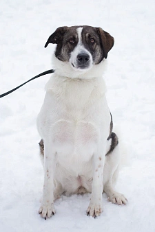 Объявление: Чудесная собака Ирэй ищет дом, Бесплатно, Москва