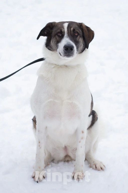 Собаки в Москве: Чудесная собака Ирэй ищет дом Девочка, Бесплатно - фото 1