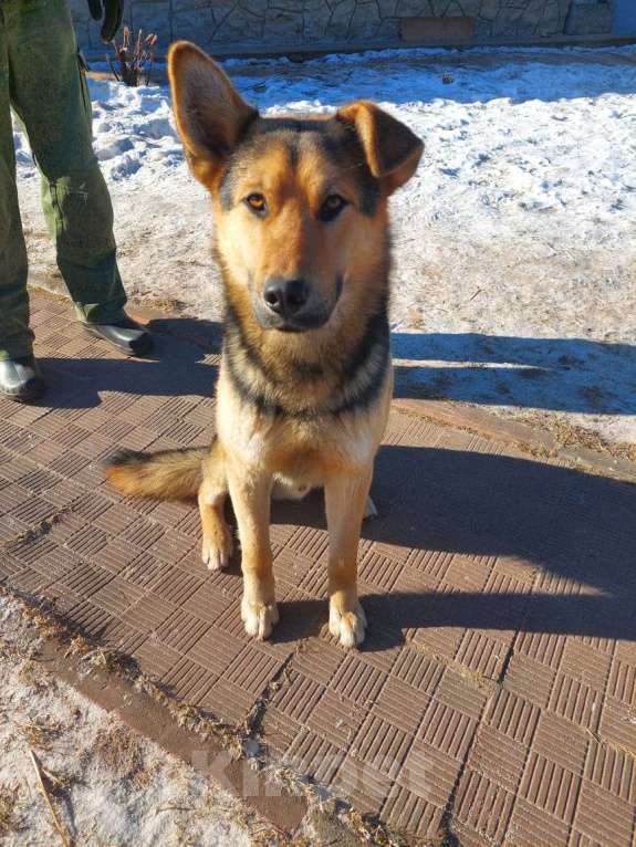 Собаки в других городах Московской области: Добряк Грэм  Мальчик, Бесплатно - фото 3