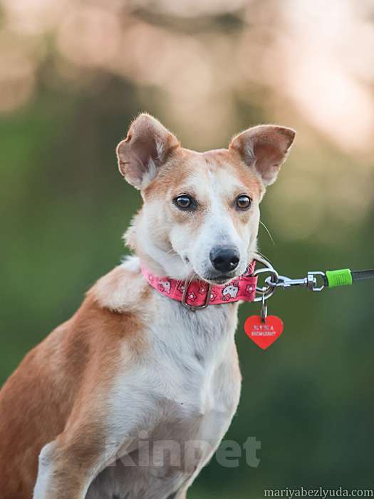Собаки в Москве: Маленькая собачка Жужа ищет дом Девочка, 10 руб. - фото 2