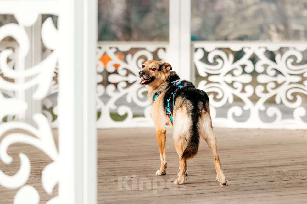 Собаки в Москве: Нежный Читос ищет дом Мальчик, Бесплатно - фото 9