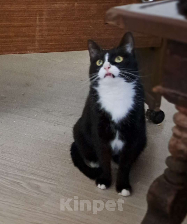 Кошки в Москве: Стешенька знает, как навести уют в доме Девочка, Бесплатно - фото 3