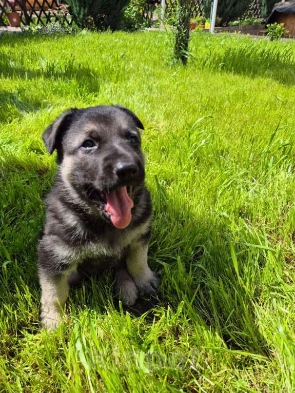 Собаки в других городах Краснодарского края: Щенки  восточноевропейской овчарки Мальчик, Бесплатно - фото 3