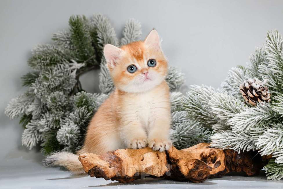 Кошки в Москве: Британские котята. Красивый подарок на 8 Марта Мальчик, Бесплатно - фото 8