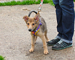 Собаки в Москве: Малышка Лисёна в самые добрые руки Девочка, Бесплатно - фото 2