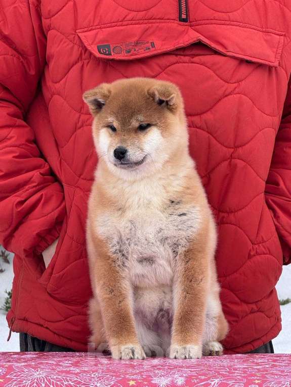 Собаки в Москве: Сиба-ину мальчик Мальчик, 50 000 руб. - фото 4