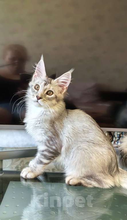 Кошки в Краснодаре: ПАНДОРА  Девочка, 50 000 руб. - фото 7