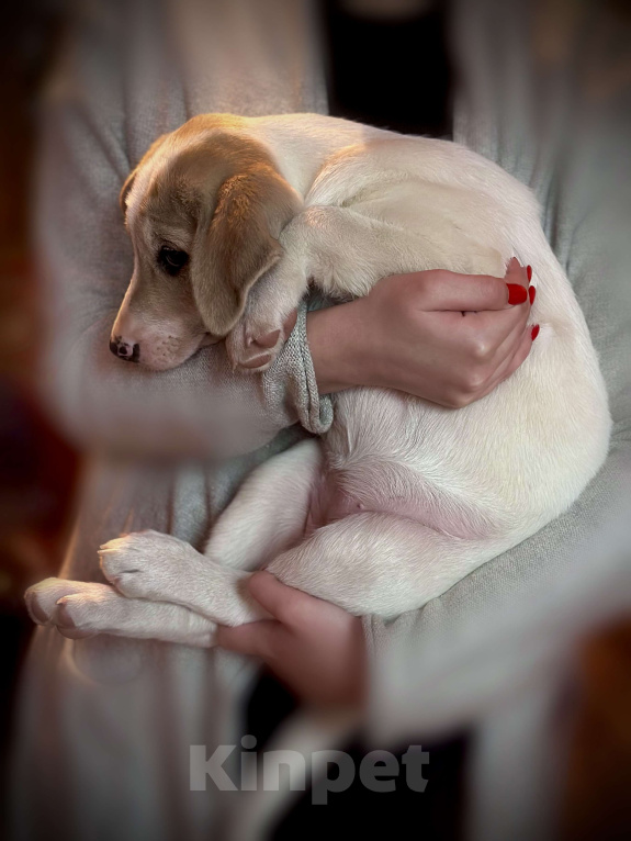 Собаки в Раменском: Вишня ищет любящую семью Девочка, 1 руб. - фото 5