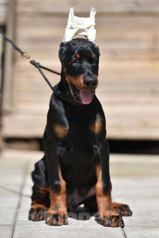 Собаки в Голицыно: Щенки добермана Мальчик, 100 000 руб. - фото 6