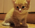 Кошки в Санкт-Петербурге: Котята в добрые руки Разнополые, Бесплатно - фото 5