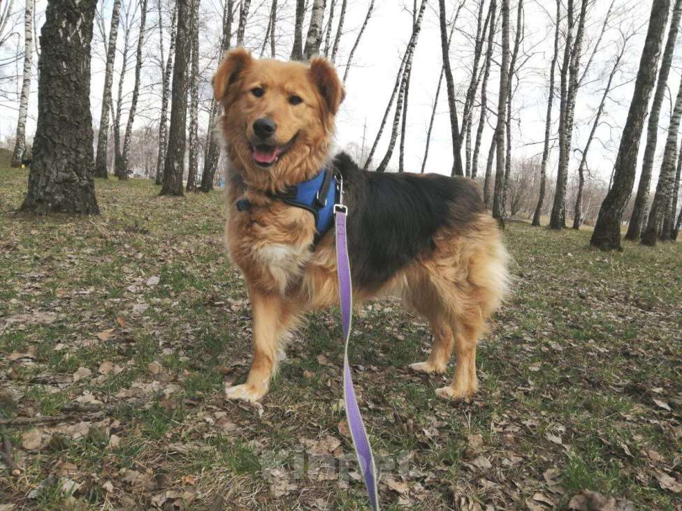 Собаки в Москве: Мотя-трехлапик в Хорошие руки! Девочка, Бесплатно - фото 4