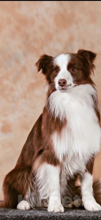 Собаки в Москве: Щенок Бордер колли девочка Девочка, 70 000 руб. - фото 5