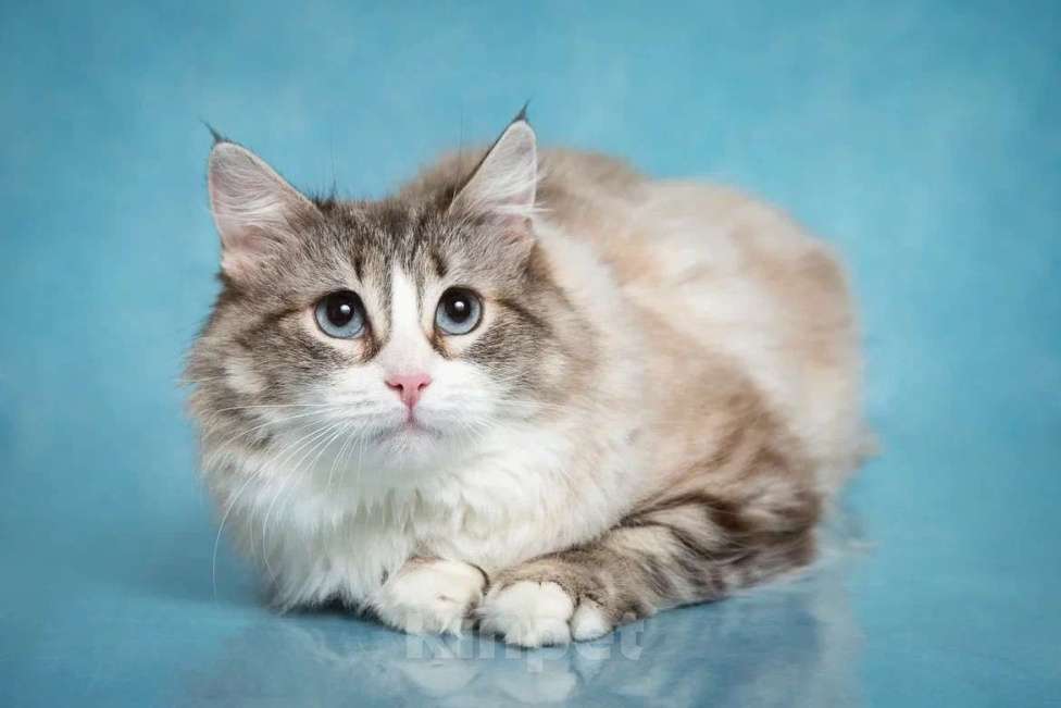 Кошки в Москве: Рэгдолл Одри в добрые руки Девочка, Бесплатно - фото 2