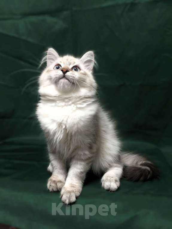 Кошки в Санкт-Петербурге: Невский маскарадный котёнок, кошка Девочка, 45 000 руб. - фото 8