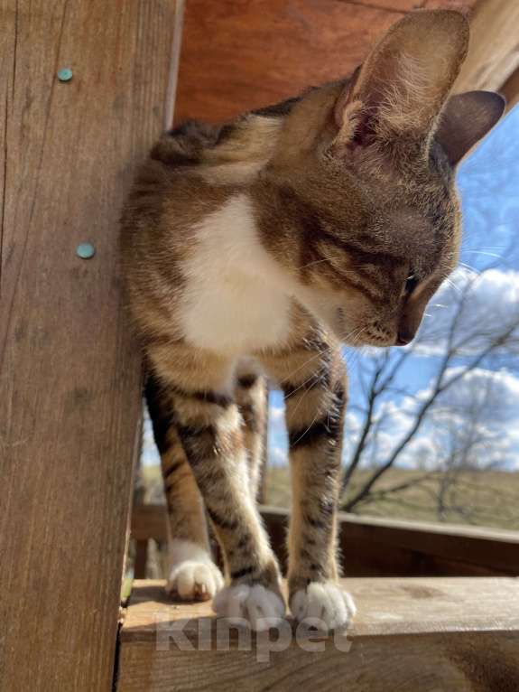 Кошки в Москве: Кошка , почти бенгал) Девочка, Бесплатно - фото 9