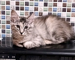 Кошки в Волгограде: Курильский бобтейл котенок Девочка, 40 000 руб. - фото 8