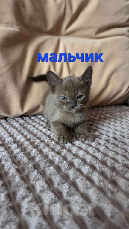 Кошки в других городах Ленинградской области: Бурманские котята Разнополые, 35 000 руб. - фото 1