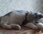 Кошки в Калуге: Кошечка Девочка, Бесплатно - фото 2