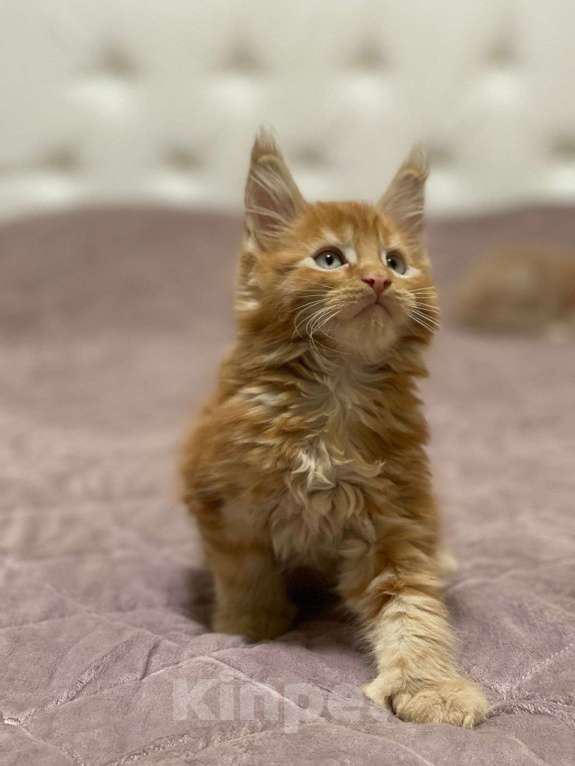 Кошки в Москве: котенок Мейн- кун полидакт с родословной Мальчик, 75 000 руб. - фото 3