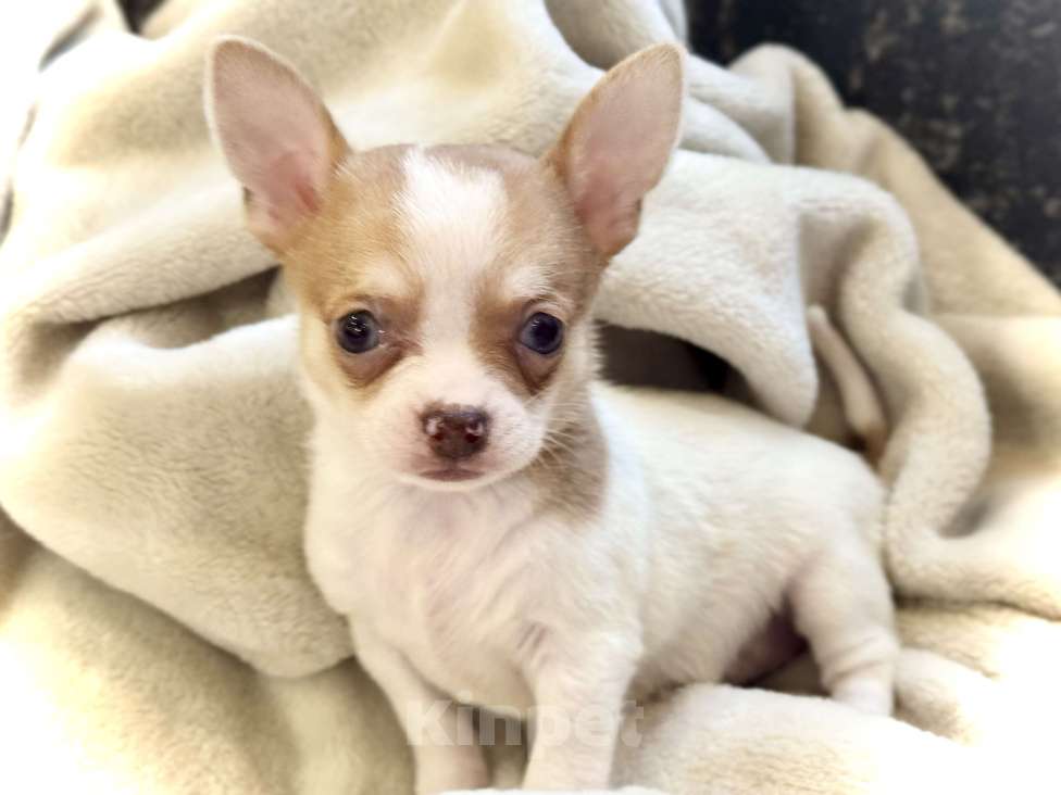 Собаки в Балашихе: Красивая девочка чихуахуа  Девочка, 50 000 руб. - фото 3