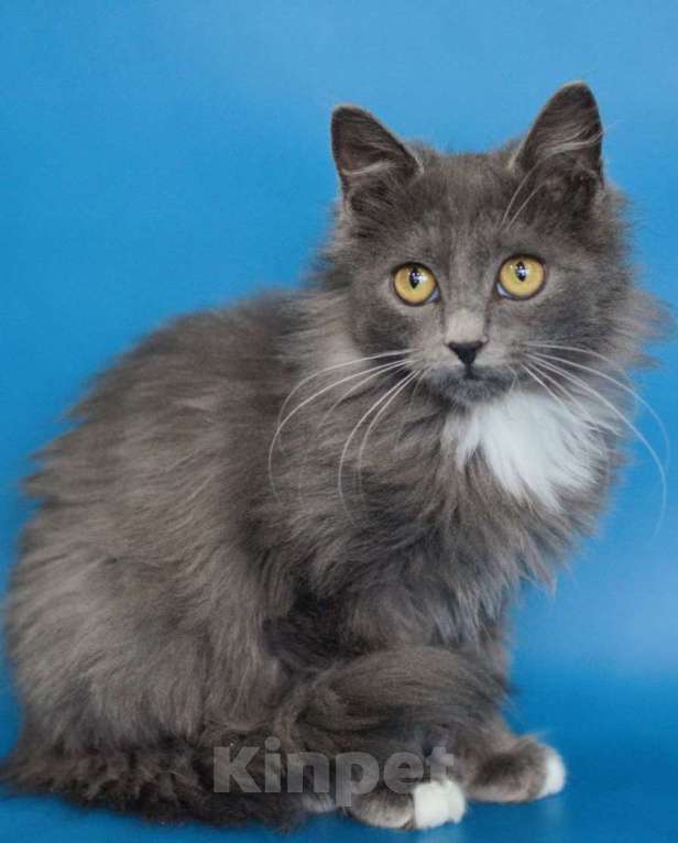 Кошки в Москве: Максик ищет дом Мальчик, Бесплатно - фото 1