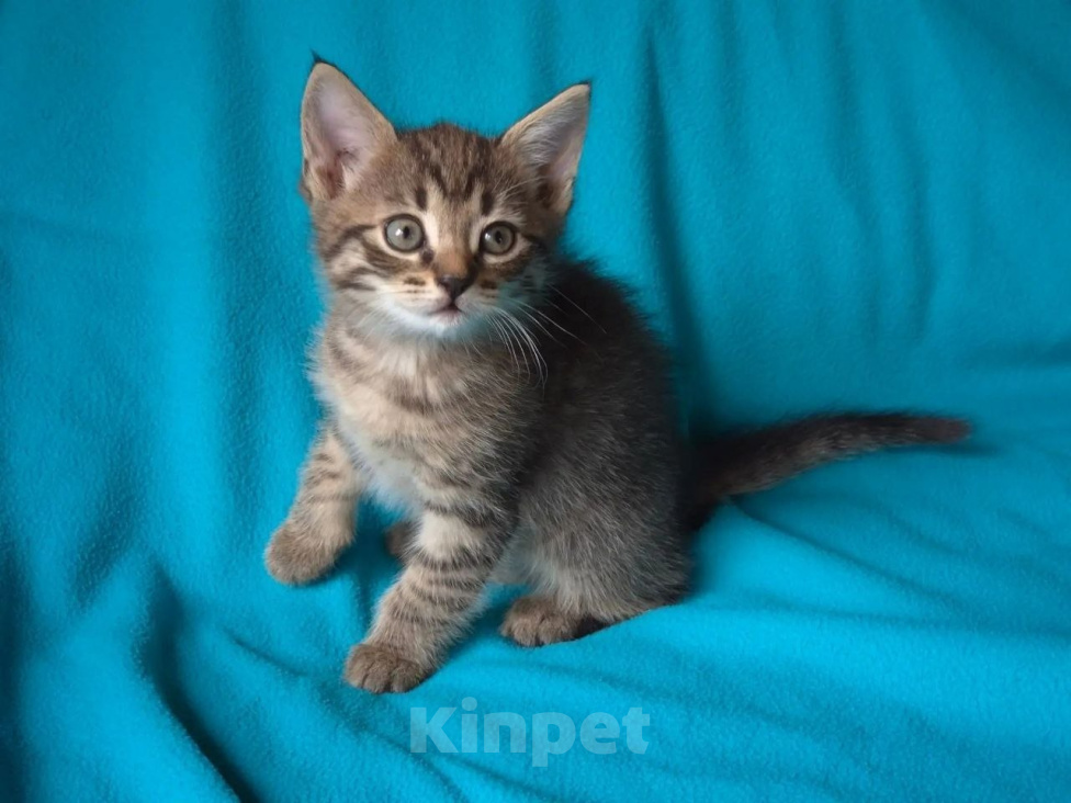 Кошки в Москве: Котеночек Труша ищет дом! Девочка, Бесплатно - фото 3