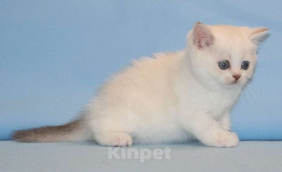 Кошки в Сарове: Шотландский котенок Мальчик, Бесплатно - фото 1
