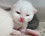 Кошки в Санкт-Петербурге: Сибирский клубный котенок с документами и вакцинациями Девочка, Бесплатно - фото 4
