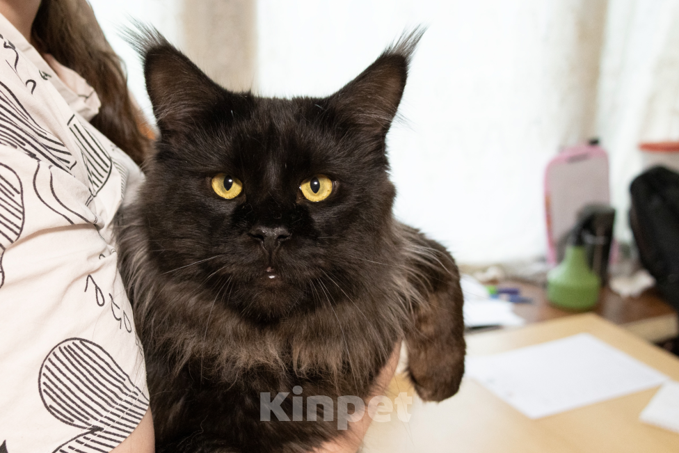 Кошки в Санкт-Петербурге: Вязка с котом мейнкуном Мальчик, 10 000 руб. - фото 1
