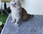 Кошки в Тюмени: Шотландские прямоухие Девочка, 15 000 руб. - фото 3