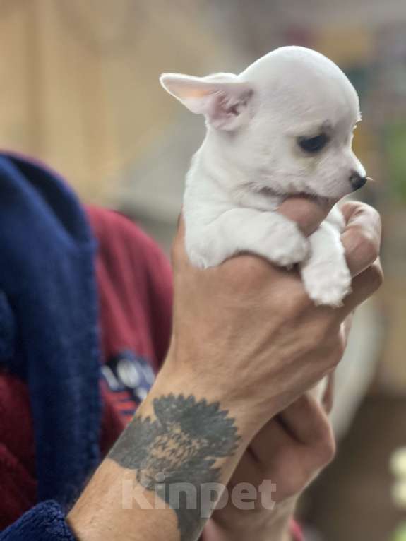 Собаки в Лабинске: Девочка Девочка, Бесплатно - фото 4