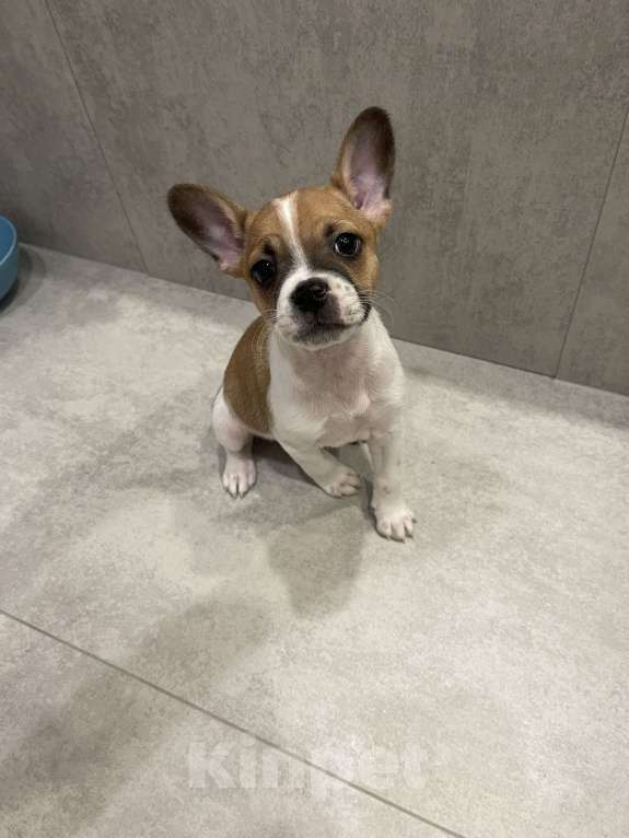 Собаки в Новосибирске: Очаровательный малыш Мальчик, 5 000 руб. - фото 2