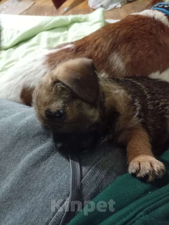 Собаки в Москве: Тихоня Мальчик, 1 руб. - фото 4