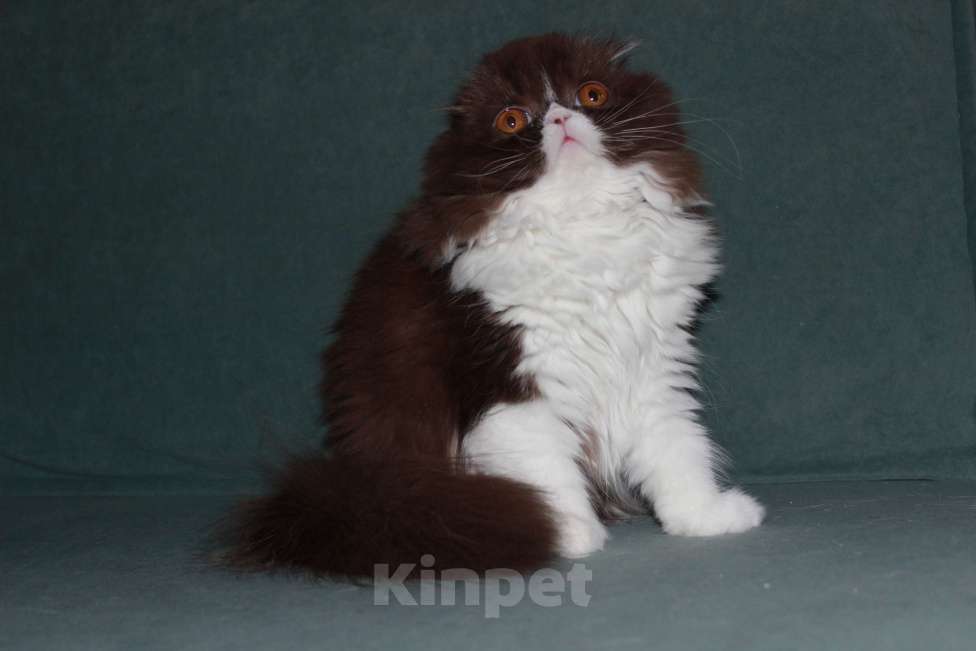 Кошки в Санкт-Петербурге: Шоколадный скоттиш фолд Девочка, 35 000 руб. - фото 6