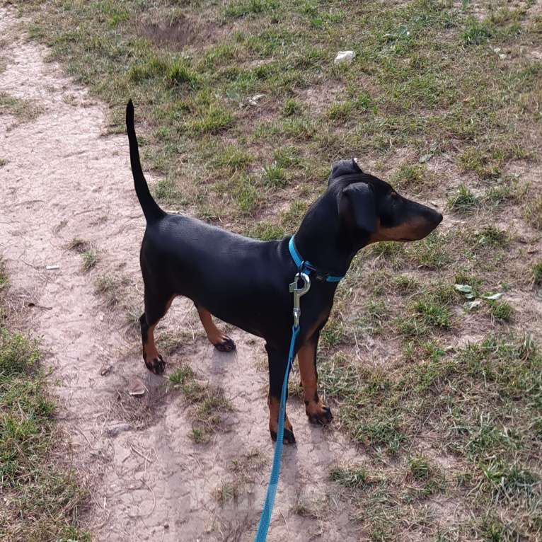 Собаки в Москве: Манчестерский терьер щенки  Мальчик, Бесплатно - фото 4