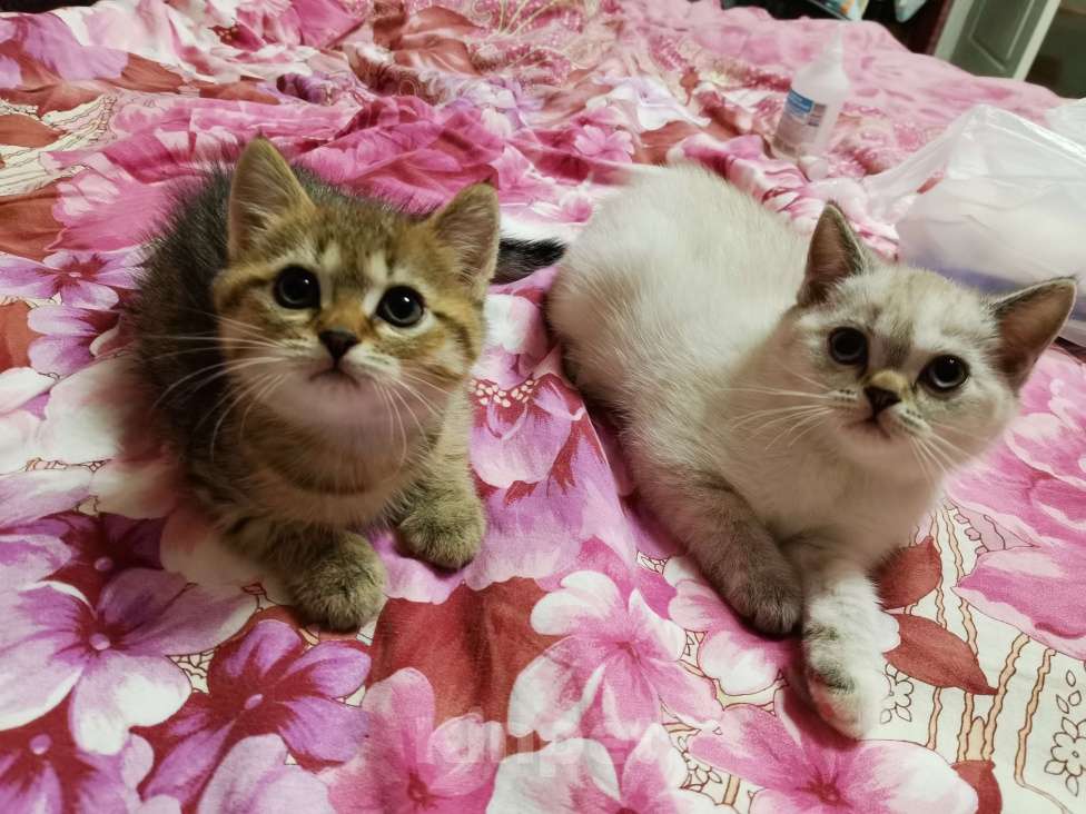 Кошки в Мытищах: Шотландский котёнок Девочка Мальчик  Мальчик, 10 000 руб. - фото 2