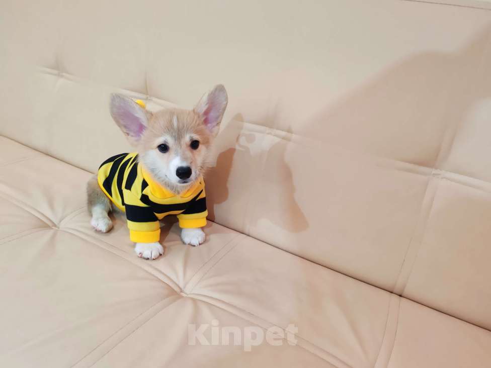 Собаки в Москве: Вельш корги пемброк щенки Разнополые, 30 000 руб. - фото 1