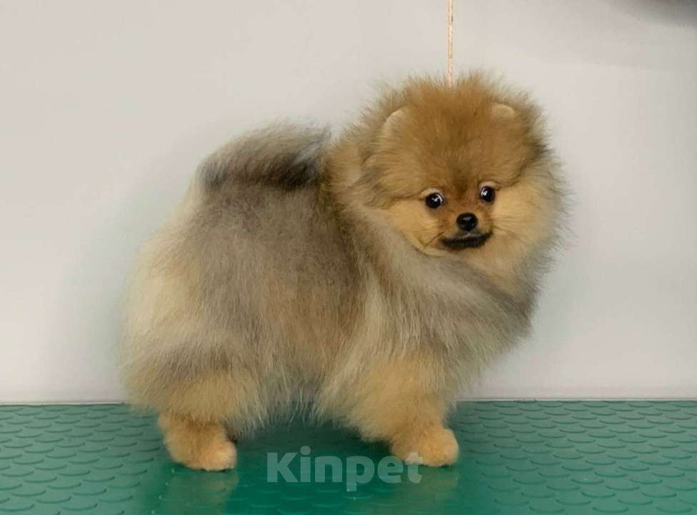 Собаки в Санкт-Петербурге: Померанский шпиц 3 месяца Мальчик, Бесплатно - фото 3